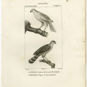 AustraliëAn Hawk Roofvogels Plaat 10 Pretre Coutant 1816