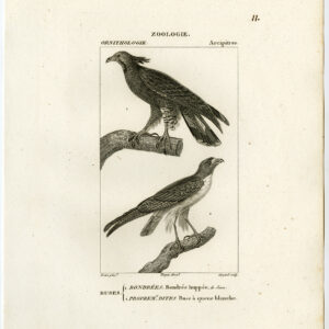 Crested Honey Buzzard Hawk Roofvogels Pl 11 Pretre Guyard 1816