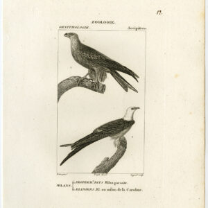Swallow Tailed Wier Zwart Roofvogels Pl 12 Pretre Guyard 1816