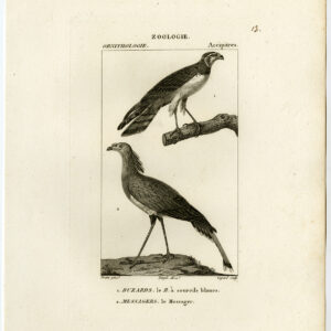 Secretarisvogel White Browed Hawk Plaat 13 Pretre Guyard 1816