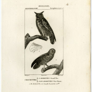 EuraziëAanse Adelaar Owl Tawny Roofvogels Pl. 14 Pretre Guyard 1816