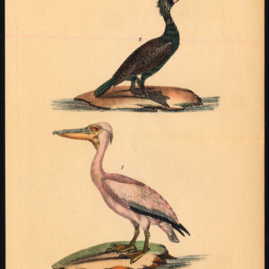 Pelikaan Aalschols Buffon Burggraaff 1828