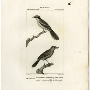Gemeenschappelijke Shrike Plaat 15 Pretre Guyard 1816