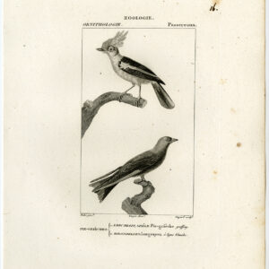 Woodswallow Shrike Vogel Plaat 16 Pretre Guyard 1816