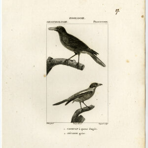 Magpie Grey Becard Bird Plate 17 Pretre Guyard 1816