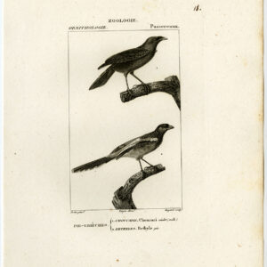 Koekoeshrike Bethyle Bird Plate 18 Pretre Guyard 1816