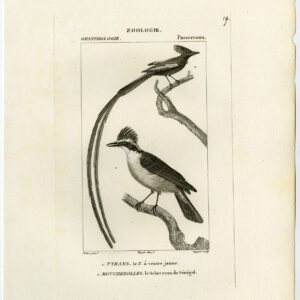 Geweldige Kiskadee Schet Vogel Plaat 19 Pretre Guyard 1816