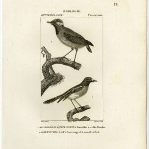 Leaden Flaycatcher Vogel Plaat 20 Pretre Guyard 1816