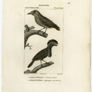 Jackdaw Umbrellabird Plate 21 Pretre Guyard 1816