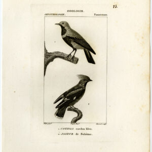 Banded Cotinga Bohemian Waxwing Plaat 23 Pretre Massard 1816