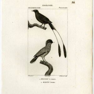 Drongo Brahminy Myna Starling Plaat 24 Pretre Massard 1816