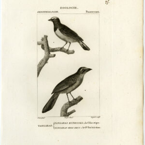 Tangara Tanager Vogel Plaat 25 Pretre Guyard 1816