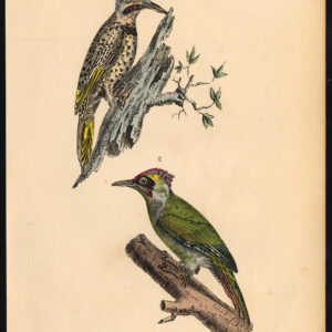 Groene Specker Buffon Burggraaff 1828