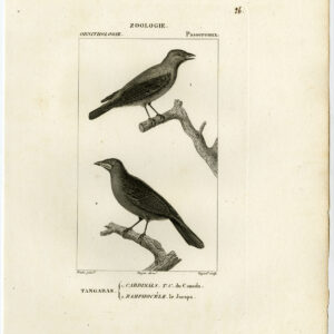 Tangara Zilver Beaked Tanager Vogel Plaat 26 Pretre Guyard 1816