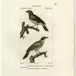 Palm Tangara Turquoise Tanager Vogel Plaat 27 Pretre Guyard 1816