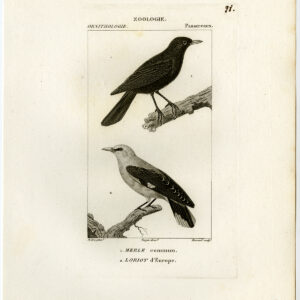 Gouden Oriole Gewone Blackbird Plaat 28 Pretre Massard 1816