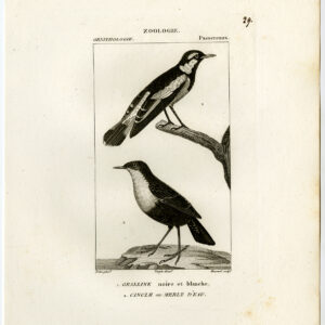 White Throated Dipper Magpie Lark Plaat 29 Pretre Massard 1816