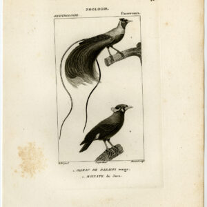 Paradijsvogel Myna Plaat 30 Pretre Massard 1816