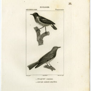 Northern Wheatear Vogel Plaat 32 Pretre Massard 1816