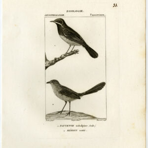 Subalpine Warbler Vogel Plaat 33 Pretre Massard 1816