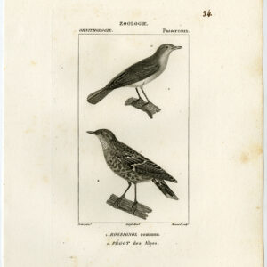 Nachtingaal Vogel Plaat 34 Pretre Massard 1816