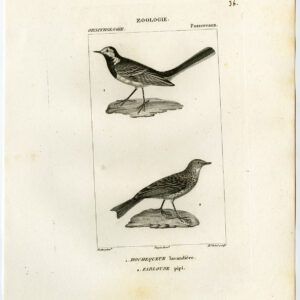 Witte Waltail Weide Pipit Plaat 36 Pretre Rebel 1816