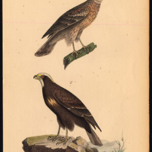 Buzzard Roofvogel Buffon Burggraaff 1828