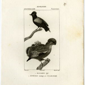 Blauwe Backed Manakin Cock Of The Rock Plaat 37 Pretre Massard 1816