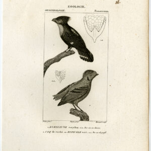 Groene Broadbill Vogel Plaat 38 Pretre Massard 1816
