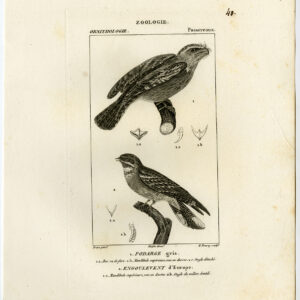 Tawny Frogmouth Europese Nachtjar Plaat 40 Pretre Bourey 1816
