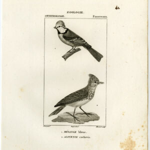 EuraziëAanse Blauwe Mees Crested Lark Plaat 41 Pretre Massard 1816