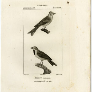 Huis Sparrow Vogel Plaat 42 Pretre Bourey 1816