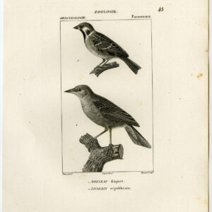 EuraziëAanse Boommus  Weaver Vogel Plaat 43 Pretre Massard 1816