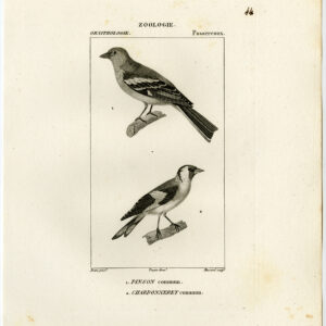 Gemeenschappelijke Kaffinch Europese Goudfinch Plaat 44 Pretre Massard 1816