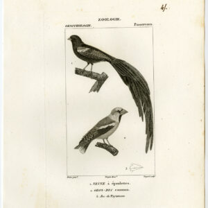 Paradijs Whydah Grosbeak Plaat 45 Pretre Guyard 1816