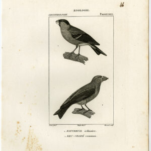 Gemeenschappelijke Rode Kruisplaat 46 Pretre Massard 1816