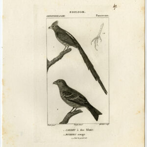 Mousebird Met Witte Achtergrond Crimson Browed Finch P 47 Pretre Rebel 1816