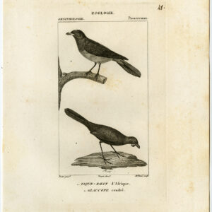 Afrikaans Oxpecker Kokako Vogelplaat 48 Pretre Rebel 1816