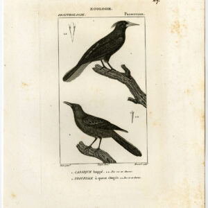 Crested Oropendola Troupial Vogel Plaat 49 Pretre Massard 1816