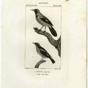 Jamaicaanse Oriole Pit Pit Vogel Plaat 50 Pretre Massard 1816