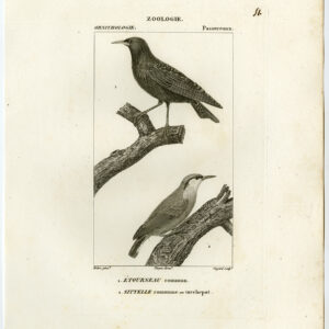 Gewone Starling Eurasiaan Nuthatch Plaat 51 Pretre Guyard 1816