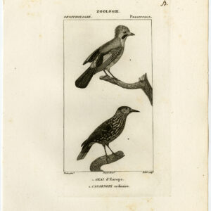 Nutcracker Eurasian Jay Bird Plate 53 Pretre Rebel 1816
