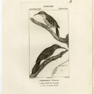 EuraziëAanse Treeceper Vogel Plaat 56 Pretre Rebel 1816