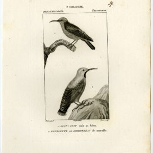 Groene Honeycreeper Wallcreeper Vogelplaat 57 Pretre Boure 1816