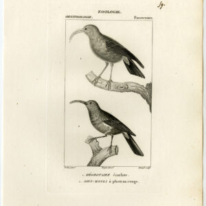 Souimanga Sunbird Plaat 59 Pretre Giraud 1816