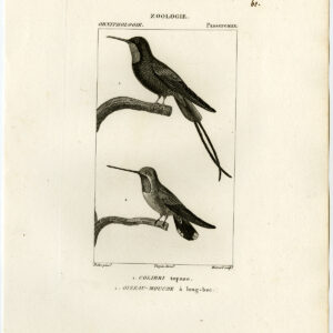 Crimson Topaz Hummingbird Plaat 60 Pretre Massard 1816