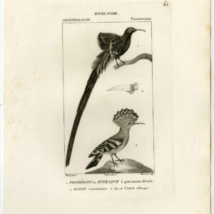 Hoopoe Cape Sugarbird Plaat 61 Pretre Massard 1816