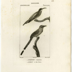Europese Bij Eter Amazonisch Motmot Plaat 62 Pretre Massard 1816