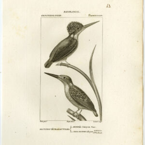 Gordel Kingfisher Vogel Plaat 63 Pretre Coutant 1816