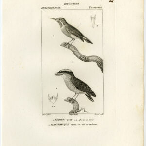 Groen Tody Bruin Twistwing Bird Plaat 64 Pretre Giraud 1816